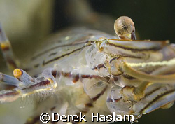 Common prawn. Connemara. D200, 60mm. by Derek Haslam 